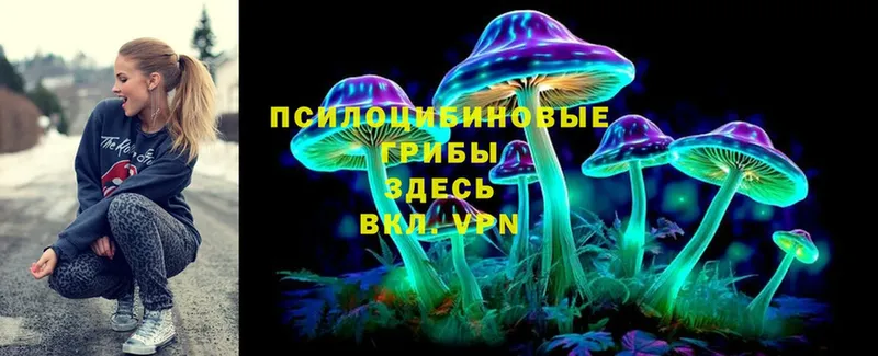 Псилоцибиновые грибы Psilocybine cubensis  Кяхта 